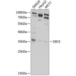 Western Blot - Anti-Dio3 Antibody (A10023) - Antibodies.com