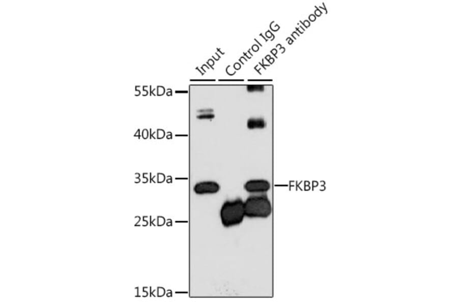 Western Blot - Anti-FKBP25 Antibody (A10024) - Antibodies.com