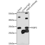 Western Blot - Anti-FKBP25 Antibody (A10024) - Antibodies.com