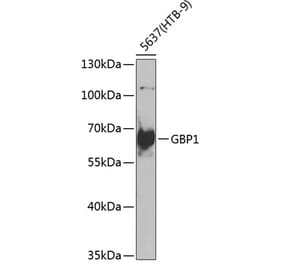 Western Blot - Anti-GBP1 Antibody (A10025) - Antibodies.com