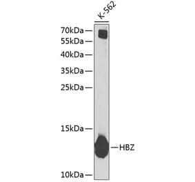 Western Blot - Anti-Hemoglobin subunit zeta Antibody (A10026) - Antibodies.com