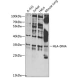 Western Blot - Anti-HLA DMA Antibody (A10027) - Antibodies.com