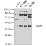 Western Blot - Anti-HOXA1 Antibody (A10029) - Antibodies.com