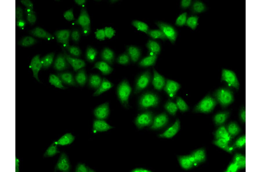 Immunofluorescence - Anti-AF4 Antibody (A10032) - Antibodies.com