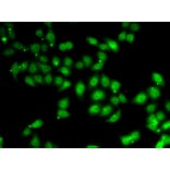 Immunofluorescence - Anti-AF4 Antibody (A10032) - Antibodies.com
