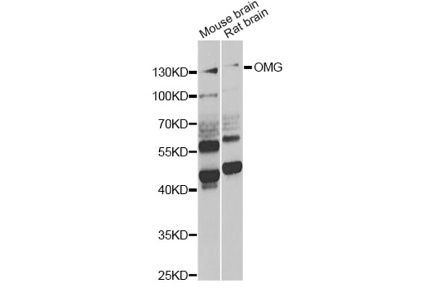 Western Blot - Anti-OMG Antibody (A6939) - Antibodies.com