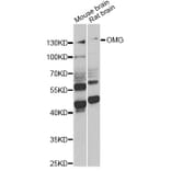 Western Blot - Anti-OMG Antibody (A6939) - Antibodies.com