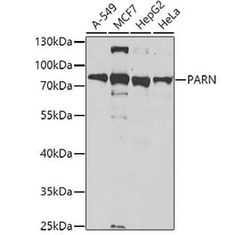 Western Blot - Anti-PARN Antibody (A10034) - Antibodies.com