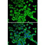 Immunofluorescence - Anti-PARN Antibody (A10034) - Antibodies.com