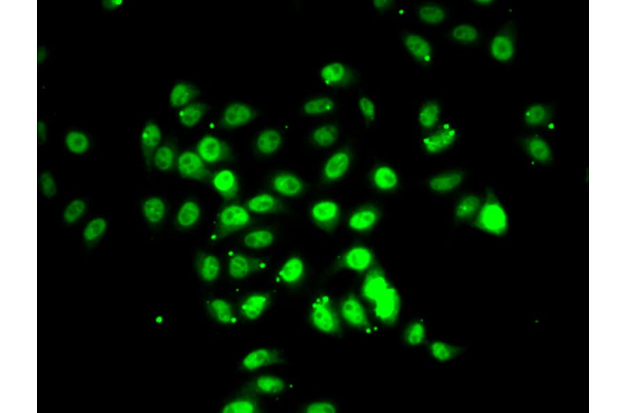 Immunofluorescence - Anti-RFX5 Antibody (A6968) - Antibodies.com