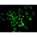 Immunofluorescence - Anti-RFX5 Antibody (A6968) - Antibodies.com