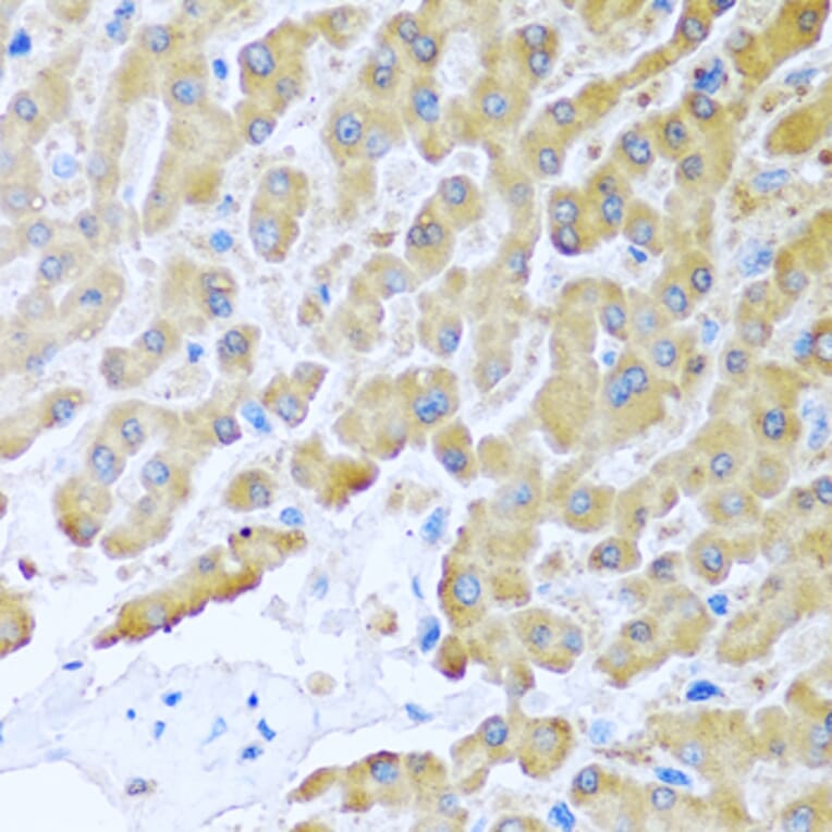 Immunohistochemistry - Anti-MCP2 Antibody (A10037) - Antibodies.com