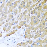 Immunohistochemistry - Anti-MCP2 Antibody (A10037) - Antibodies.com