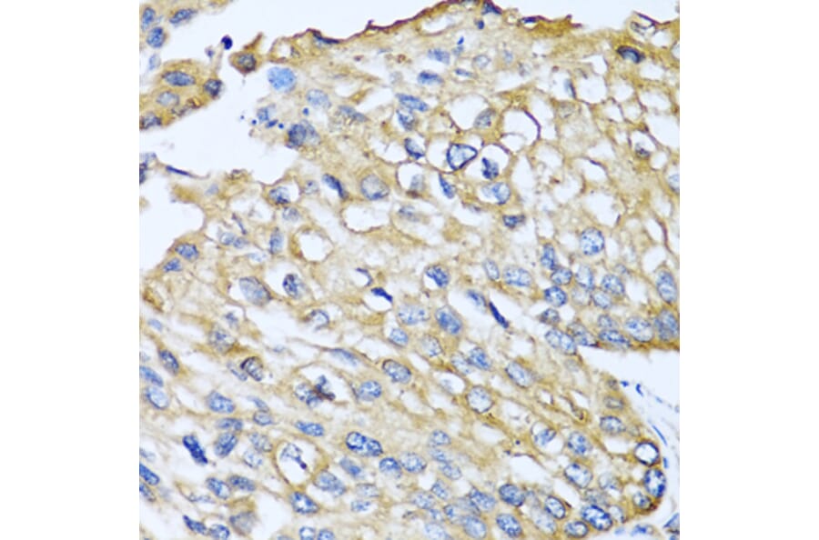 Immunohistochemistry - Anti-MCP2 Antibody (A10037) - Antibodies.com