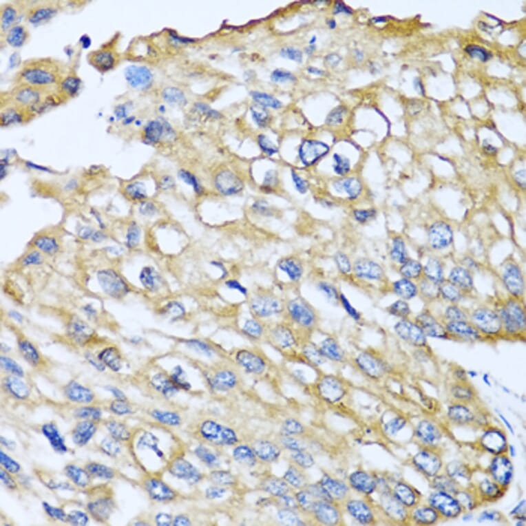 Immunohistochemistry - Anti-MCP2 Antibody (A10037) - Antibodies.com