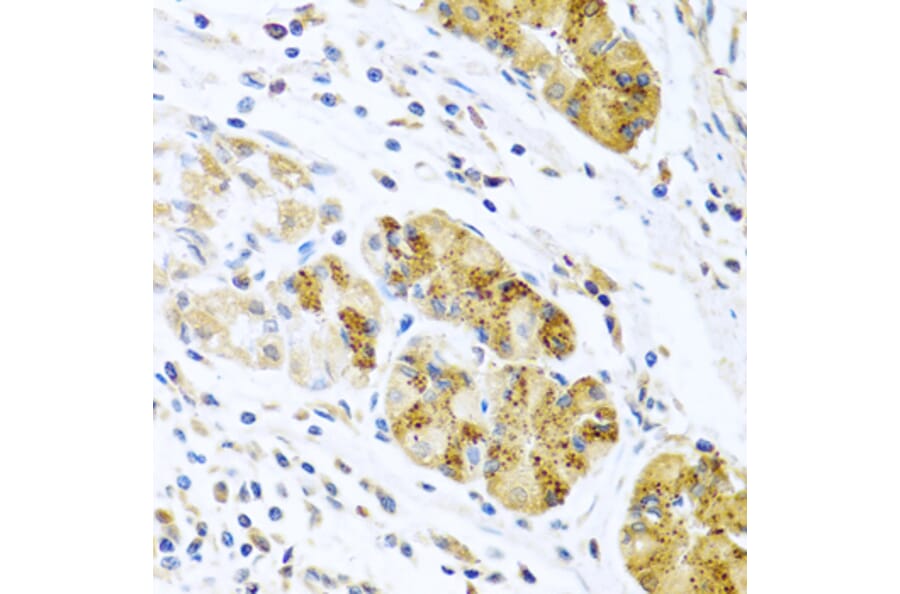 Immunohistochemistry - Anti-MCP2 Antibody (A10037) - Antibodies.com