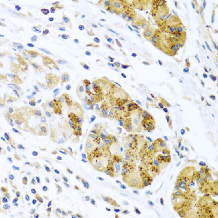 Immunohistochemistry - Anti-MCP2 Antibody (A10037) - Antibodies.com