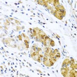 Immunohistochemistry - Anti-MCP2 Antibody (A10037) - Antibodies.com