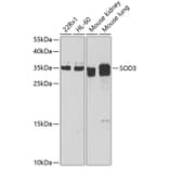 Western Blot - Anti-Superoxide Dismutase 3/EC-SOD Antibody (A10038) - Antibodies.com