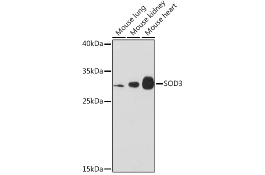 Western Blot - Anti-Superoxide Dismutase 3/EC-SOD Antibody (A10038) - Antibodies.com