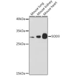 Western Blot - Anti-Superoxide Dismutase 3/EC-SOD Antibody (A10038) - Antibodies.com