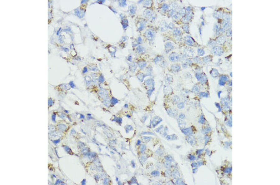Immunohistochemistry - Anti-Superoxide Dismutase 3/EC-SOD Antibody (A10038) - Antibodies.com