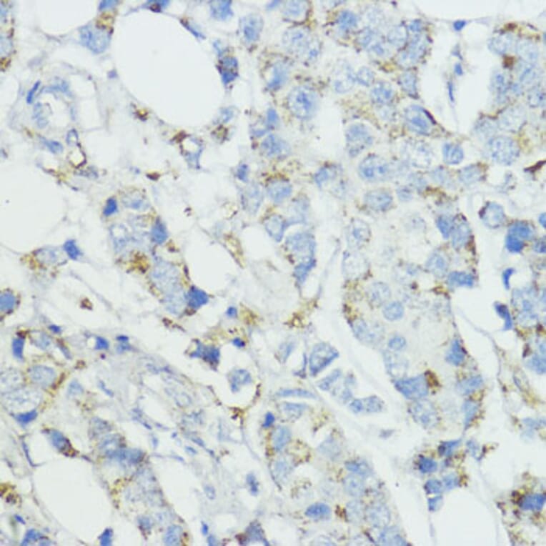 Immunohistochemistry - Anti-Superoxide Dismutase 3/EC-SOD Antibody (A10038) - Antibodies.com