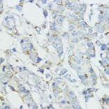 Immunohistochemistry - Anti-Superoxide Dismutase 3/EC-SOD Antibody (A10038) - Antibodies.com
