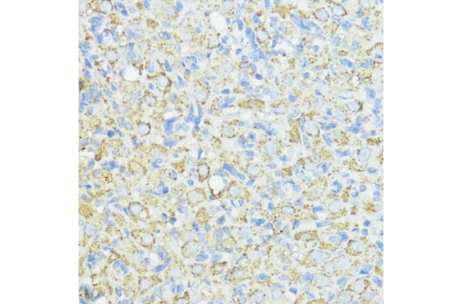 Immunohistochemistry - Anti-Superoxide Dismutase 3/EC-SOD Antibody (A10038) - Antibodies.com