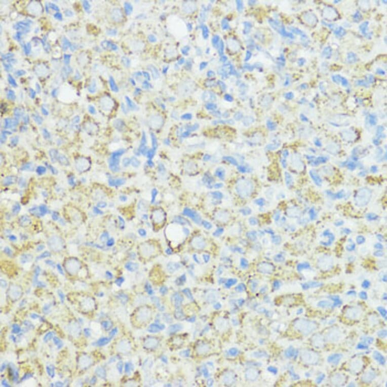 Immunohistochemistry - Anti-Superoxide Dismutase 3/EC-SOD Antibody (A10038) - Antibodies.com