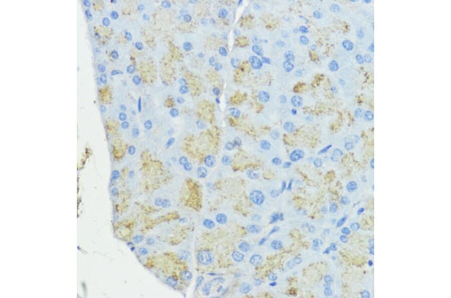 Immunohistochemistry - Anti-Superoxide Dismutase 3/EC-SOD Antibody (A10038) - Antibodies.com
