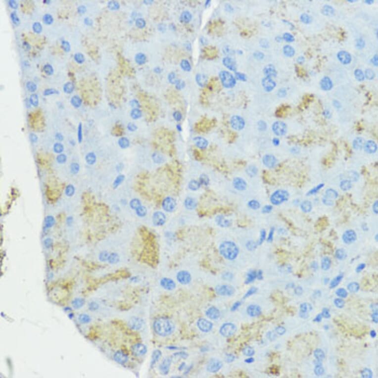 Immunohistochemistry - Anti-Superoxide Dismutase 3/EC-SOD Antibody (A10038) - Antibodies.com