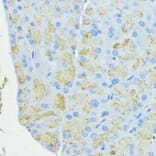 Immunohistochemistry - Anti-Superoxide Dismutase 3/EC-SOD Antibody (A10038) - Antibodies.com