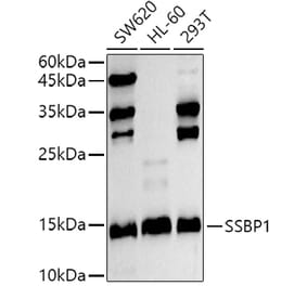 Western Blot - Anti-SSBP1 Antibody (A10039) - Antibodies.com