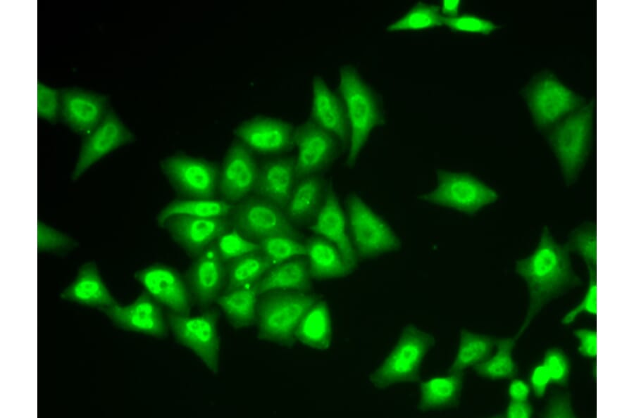 Immunofluorescence - Anti-ZNF217 Antibody (A7002) - Antibodies.com