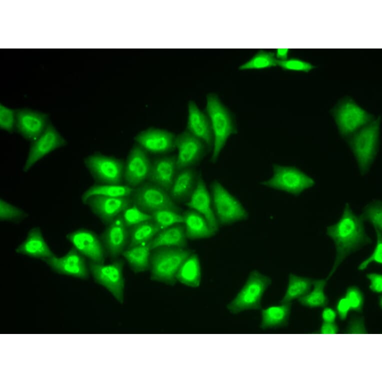 Immunofluorescence - Anti-ZNF217 Antibody (A7002) - Antibodies.com