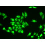 Immunofluorescence - Anti-ZNF217 Antibody (A7002) - Antibodies.com