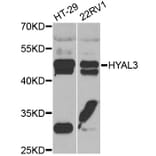 Western Blot - Anti-HYAL3 Antibody (A7011) - Antibodies.com