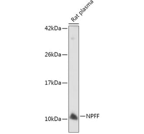 Western Blot - Anti-NPFF Antibody (A7020) - Antibodies.com