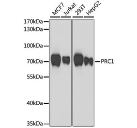 Western Blot - Anti-PRC1 Antibody (A10047) - Antibodies.com