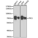 Western Blot - Anti-PRC1 Antibody (A10047) - Antibodies.com