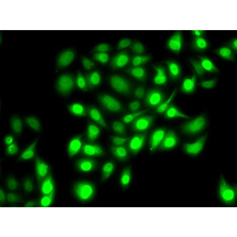 Immunofluorescence - Anti-PRC1 Antibody (A10047) - Antibodies.com