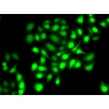 Immunofluorescence - Anti-PRC1 Antibody (A10047) - Antibodies.com
