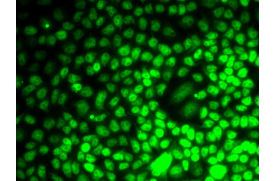 Immunofluorescence - Anti-Cyclin E2 Antibody (A10048) - Antibodies.com