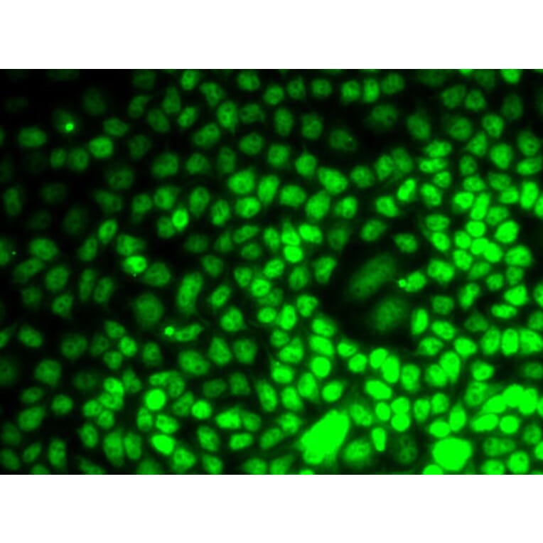 Immunofluorescence - Anti-Cyclin E2 Antibody (A10048) - Antibodies.com