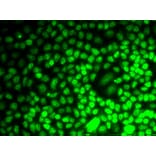 Immunofluorescence - Anti-Cyclin E2 Antibody (A10048) - Antibodies.com