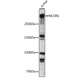 Western Blot - Anti-Nuclear Receptor Corepressor NCoR Antibody (A10050) - Antibodies.com