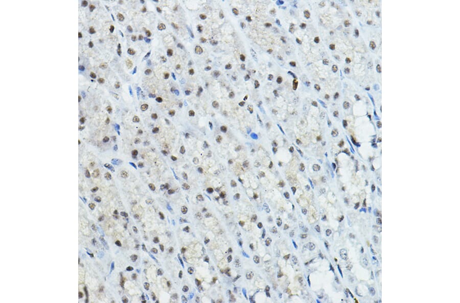 Immunohistochemistry - Anti-Nuclear Receptor Corepressor NCoR Antibody (A10050) - Antibodies.com