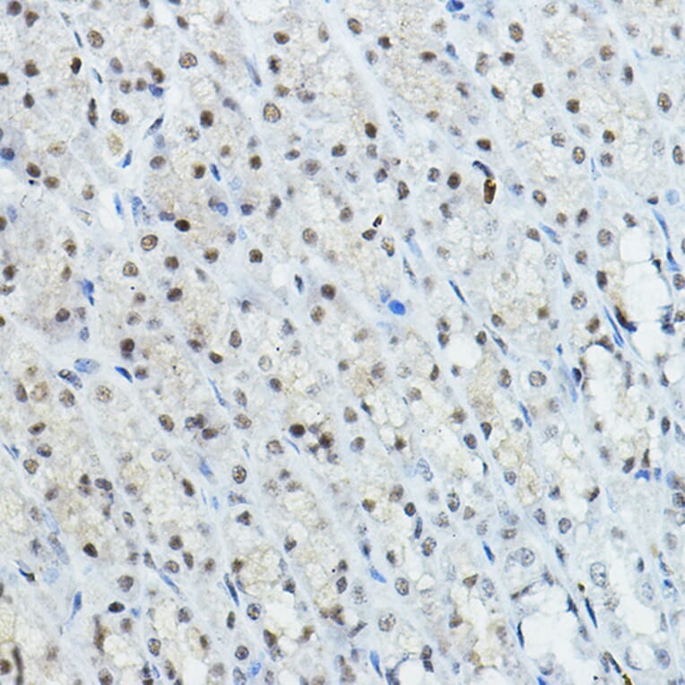 Immunohistochemistry - Anti-Nuclear Receptor Corepressor NCoR Antibody (A10050) - Antibodies.com