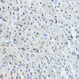 Immunohistochemistry - Anti-Nuclear Receptor Corepressor NCoR Antibody (A10050) - Antibodies.com